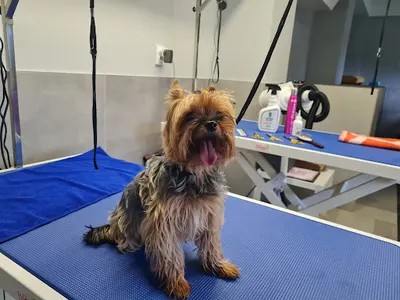 Salon pielęgnacji psów, hotel dla psów "Psia Ostoja" Bełchatów